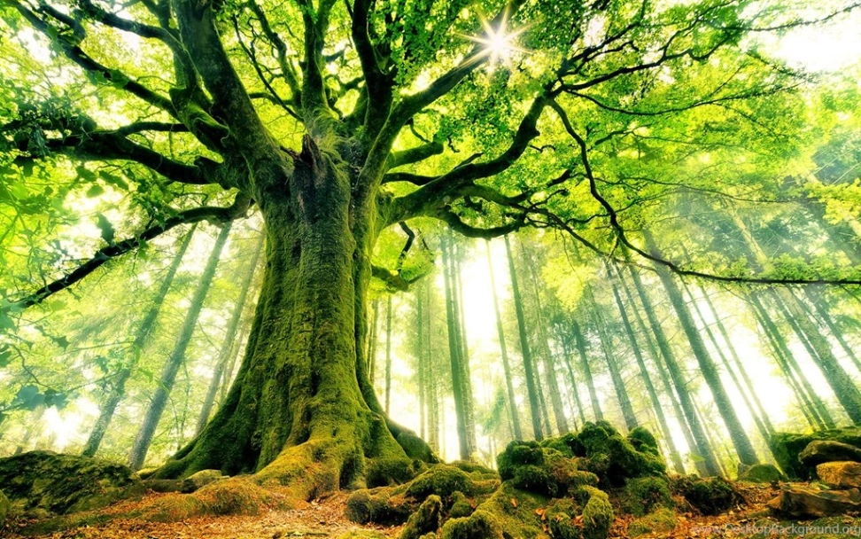 Grand arbre