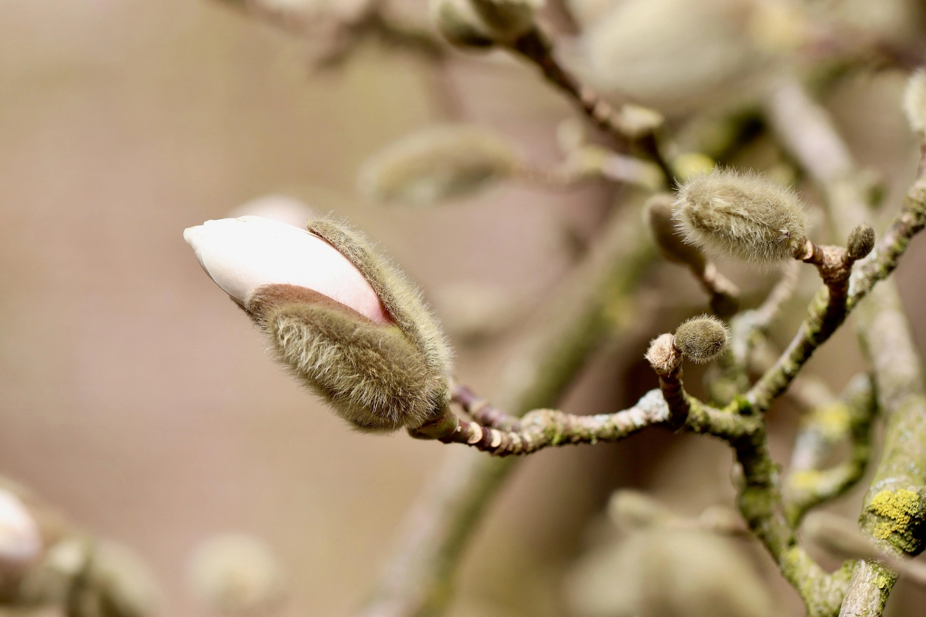 bourgeon magnolia