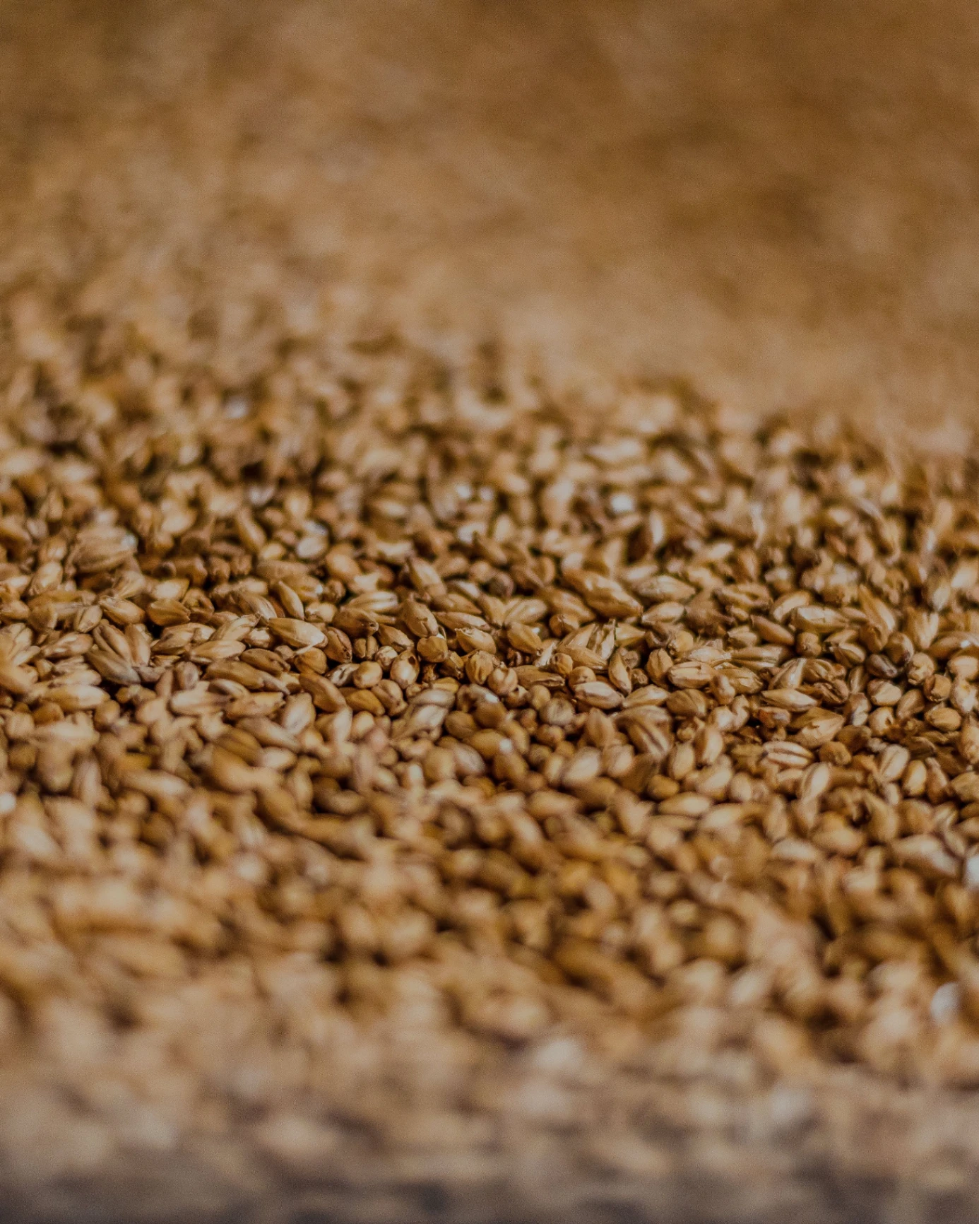 grain bél